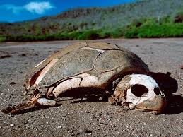 Исчезающие виды животных и борьба за их сохранение