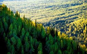 Леса планеты: «лёгкие» Земли и их будущее